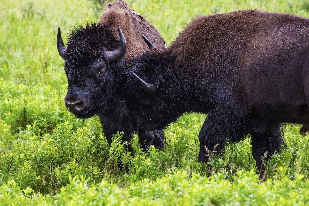 Photograph by Niroshan Mirando