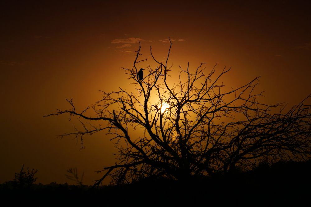 Одинокий ворон