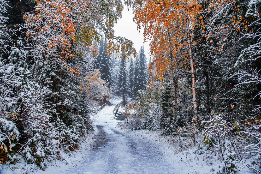 Дорога в зиму