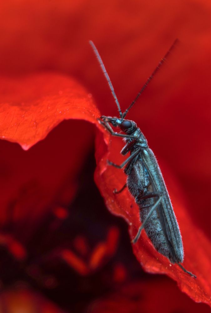 Valentine Beetle