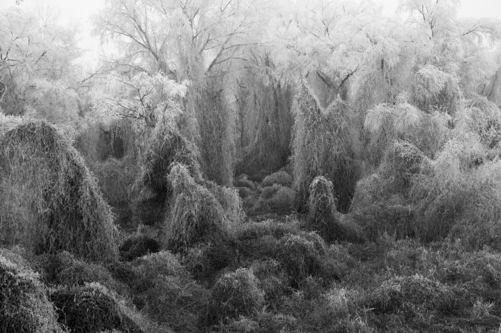 Frosty floodplain trees