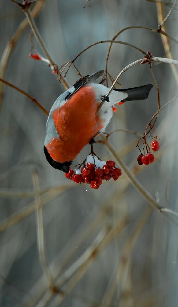 Photograph by Раббе Владимир