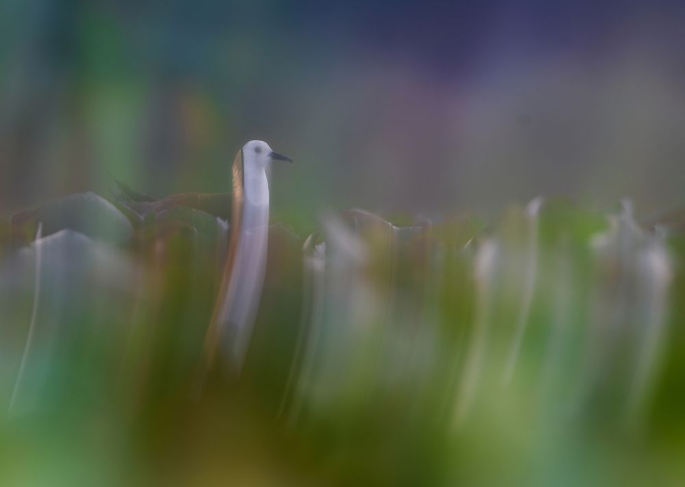 Photograph by Ramesh karmakar