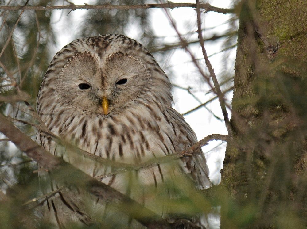 Photograph by Алексей Фомичев