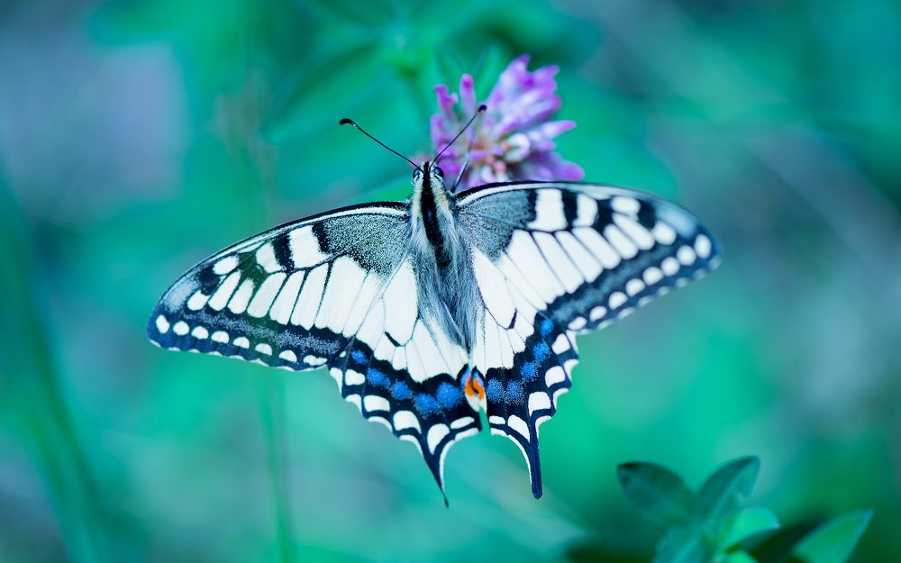 Фотография автора Виталий