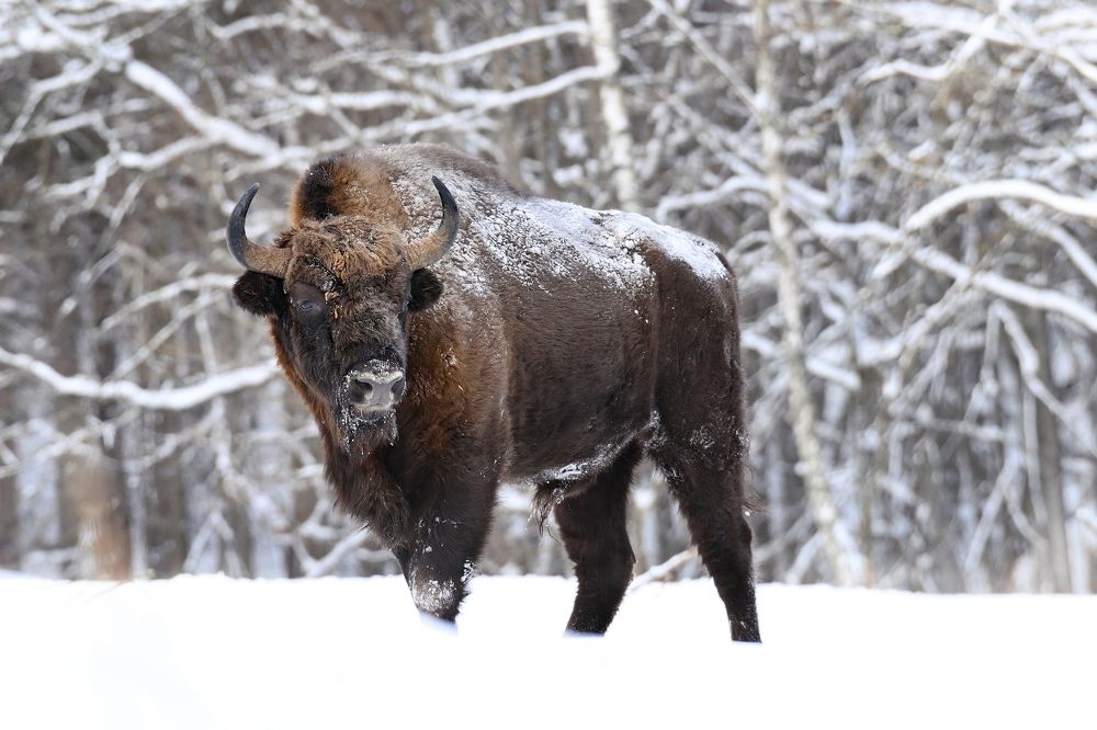 Лесной страж