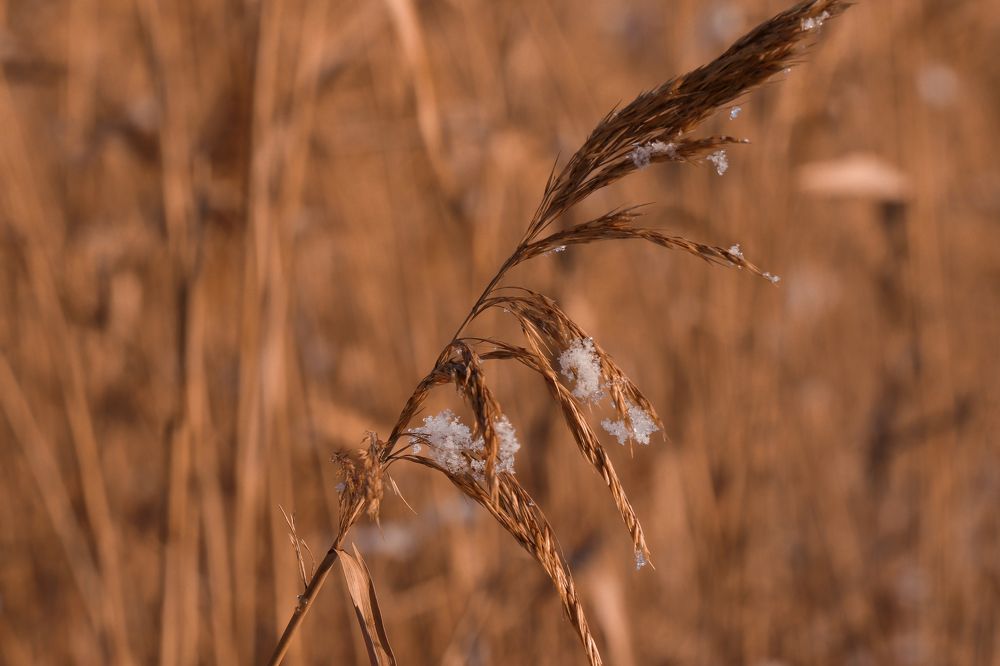 Photograph by Елизавета Мофа
