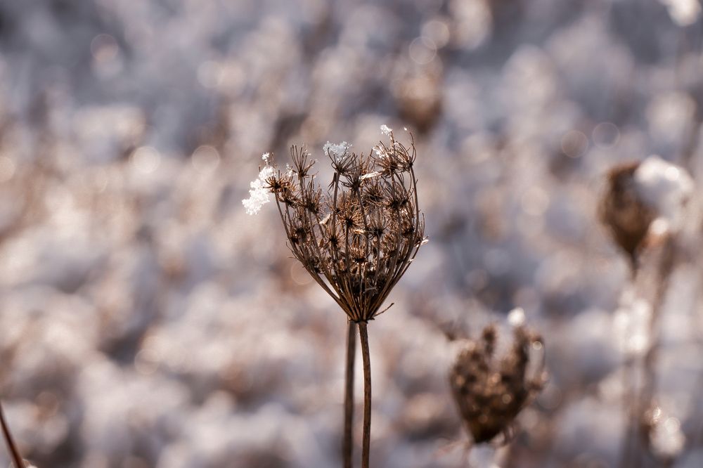 Photograph by Елизавета Мофа
