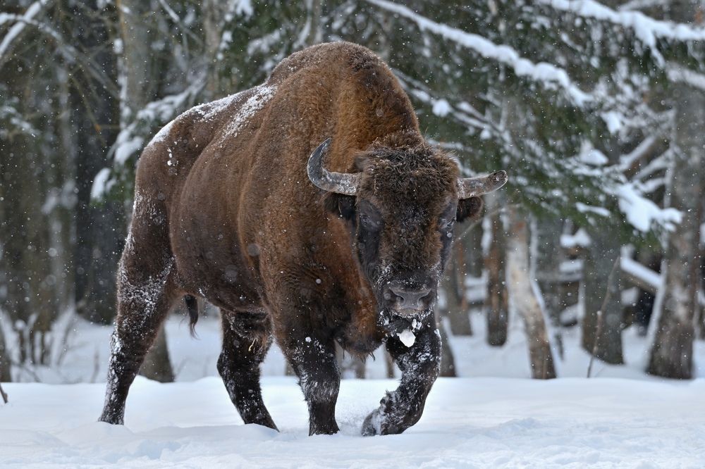 Лесной великан