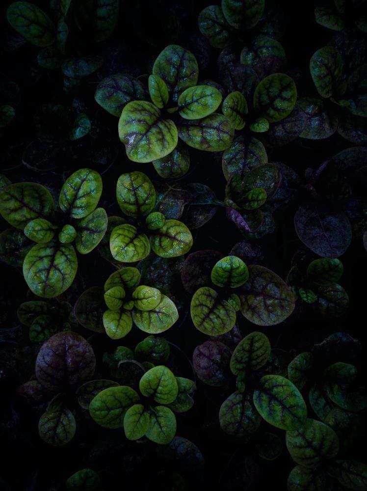 Photograph by Sayyed hassan Mahjoory