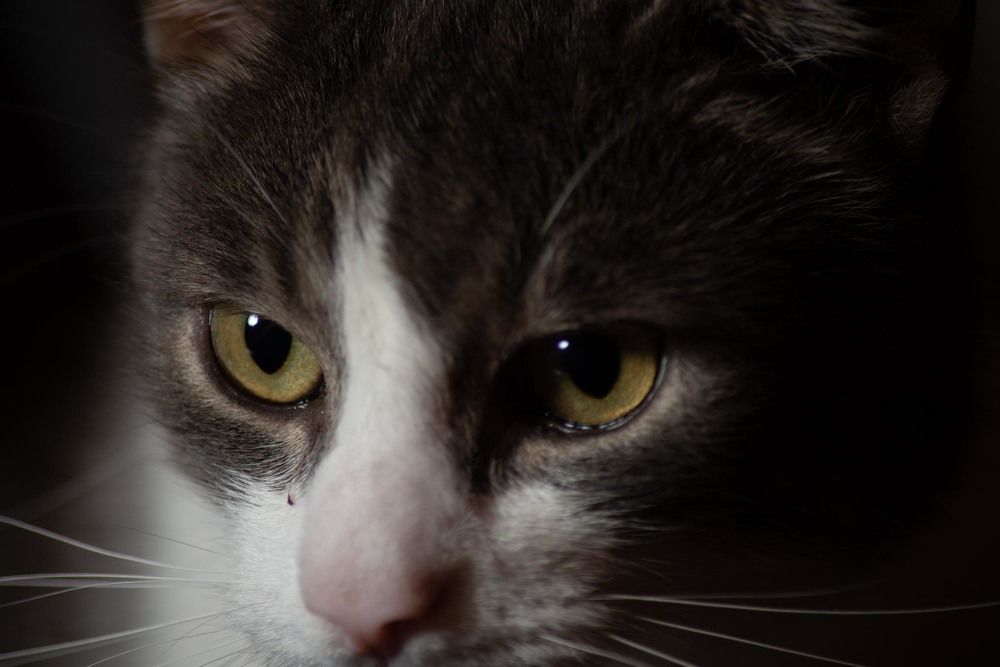 Фотография автора Aлексей Игнатьев