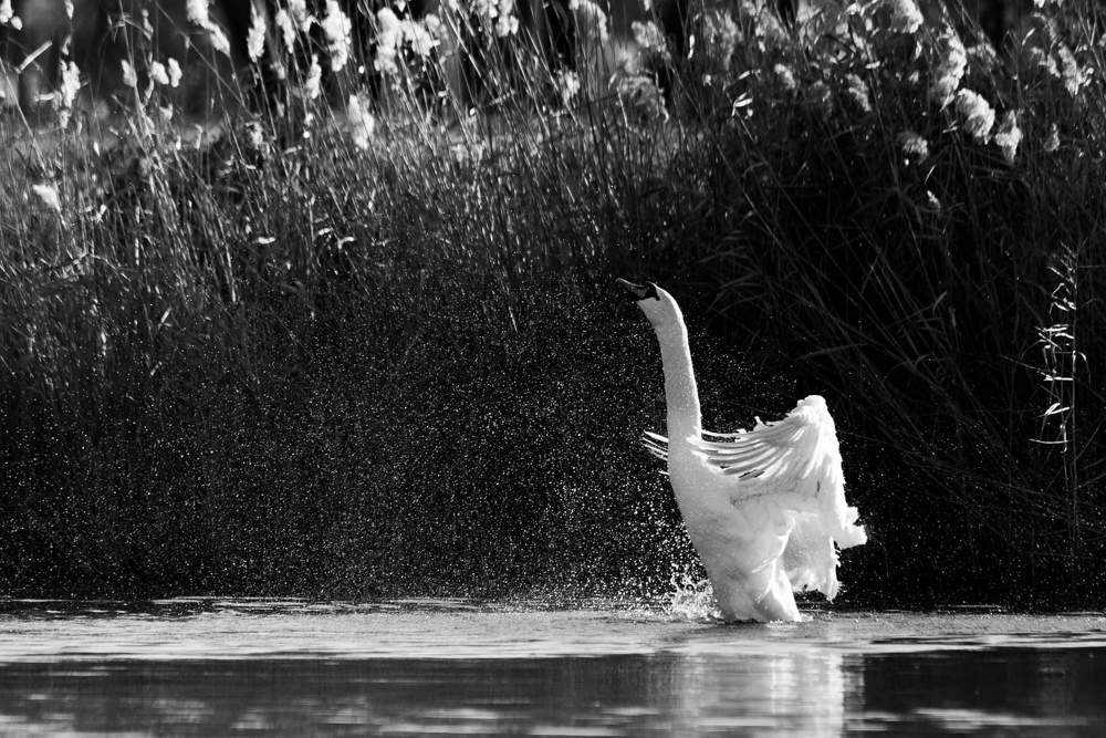 Photograph by Andrei Marian Gheorghe