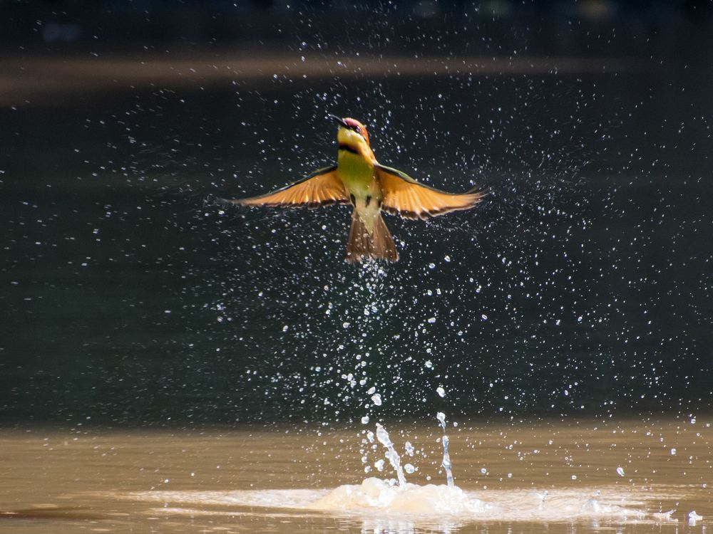 Chestnut headed bee-eater