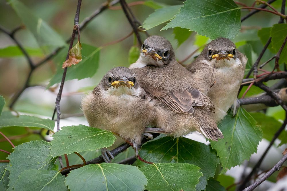 Серьёзные ребята