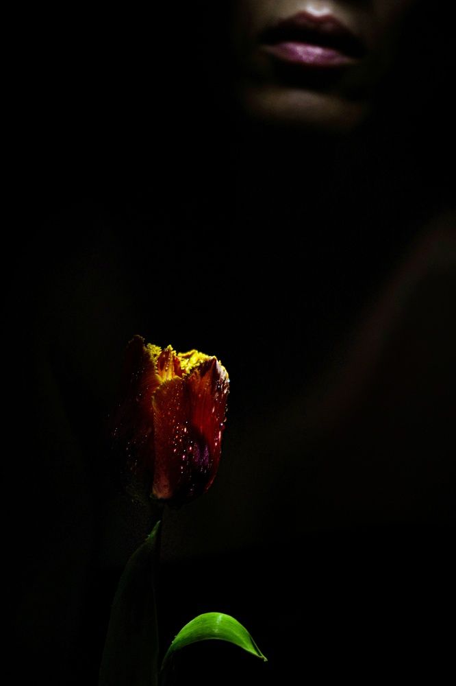 Её губы и тюльпан...