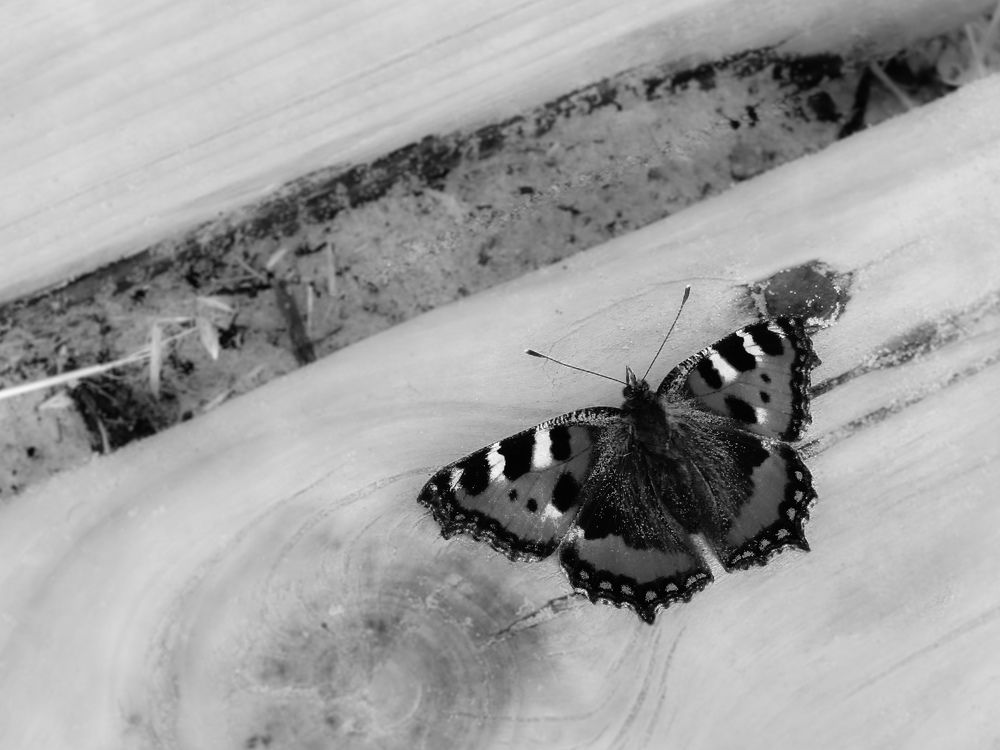 Photograph by Lynne Hunter