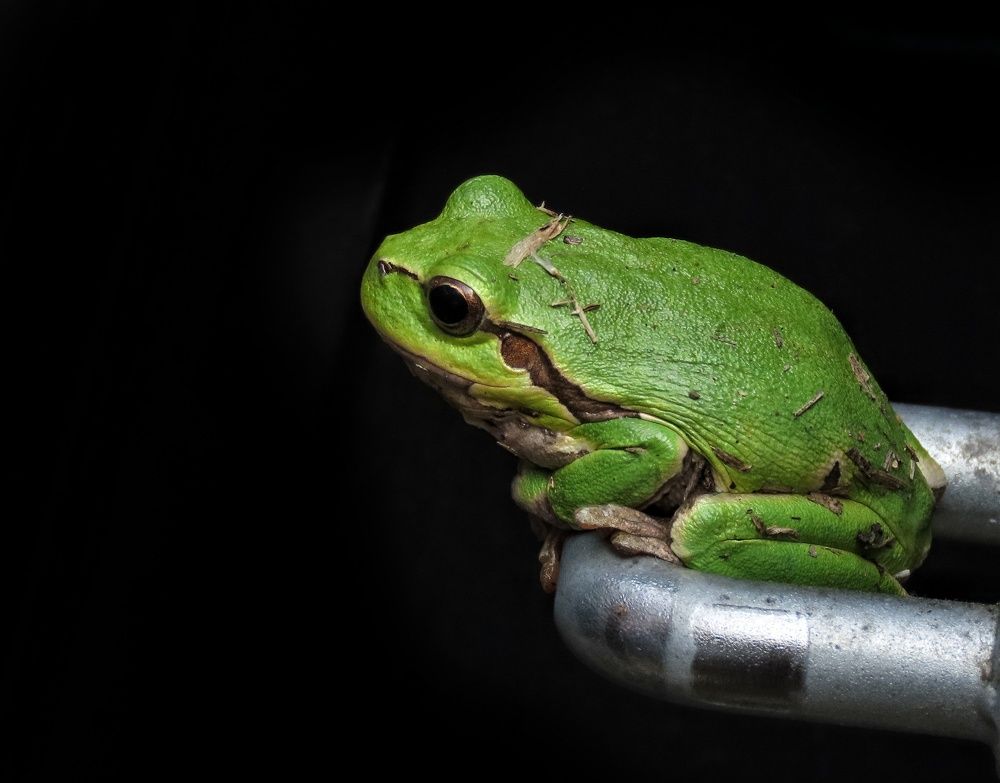 My personal Kermit