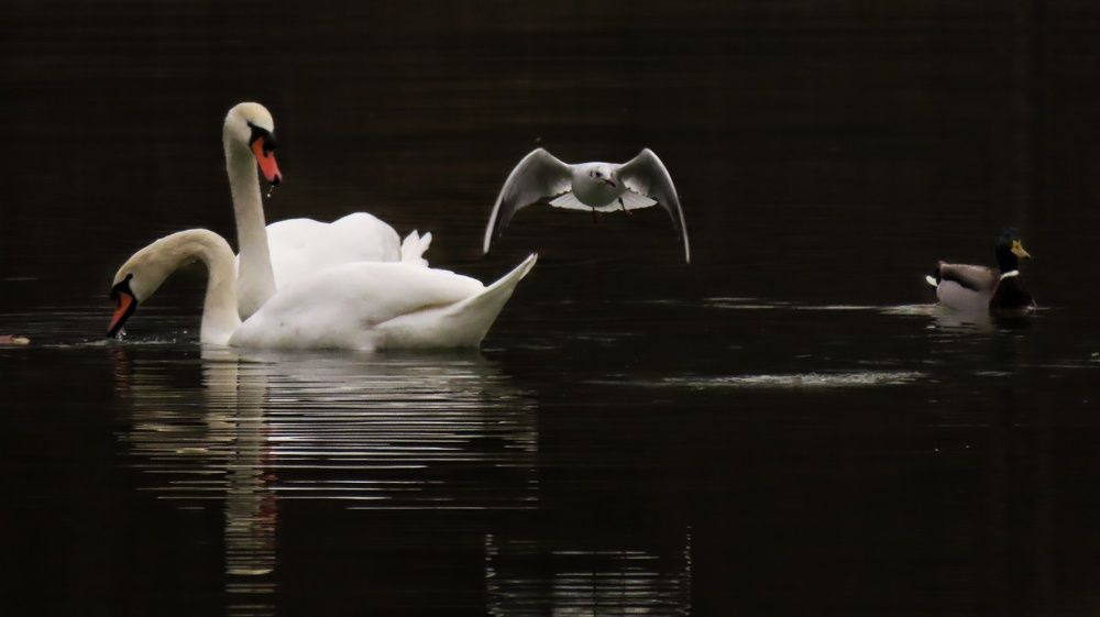 Photo #5792930