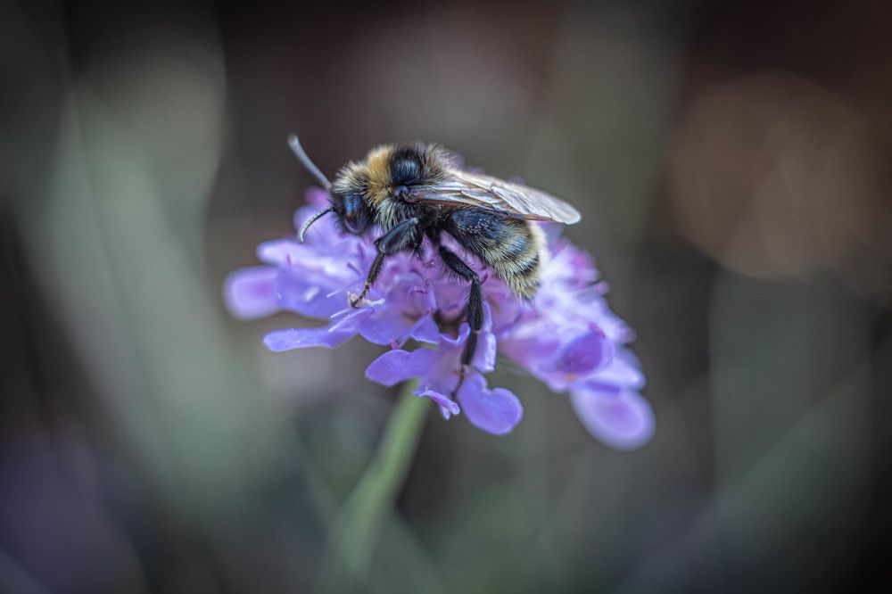 Фотография автора Michele Trombella