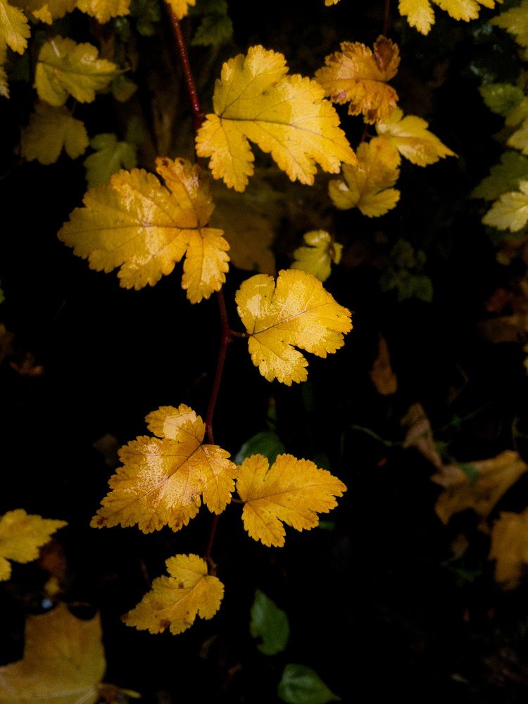 Photograph by Алина Чеснокова