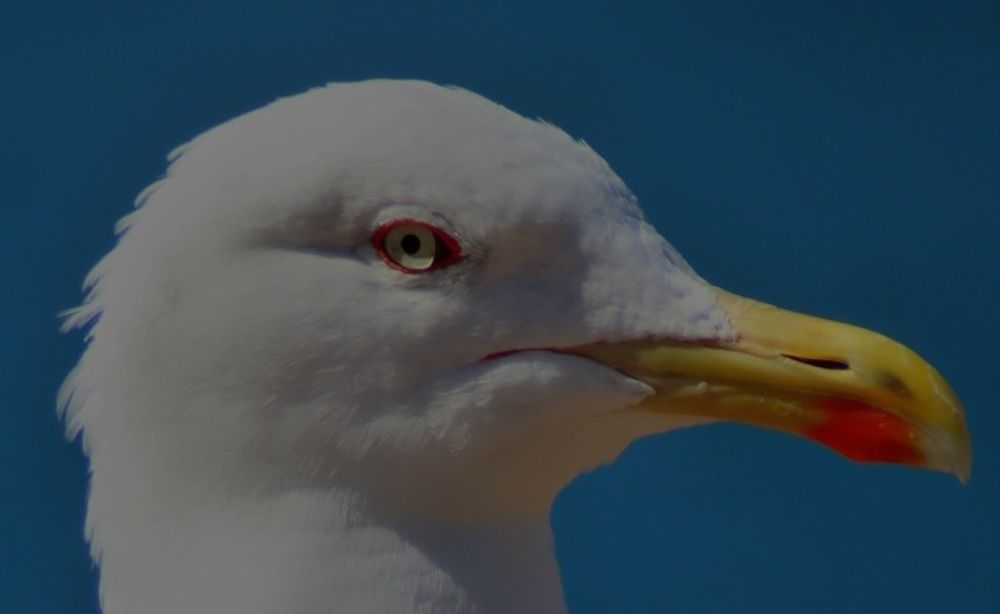 Photograph by Francisco Ferreira