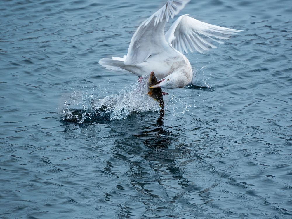 Полярная чайка