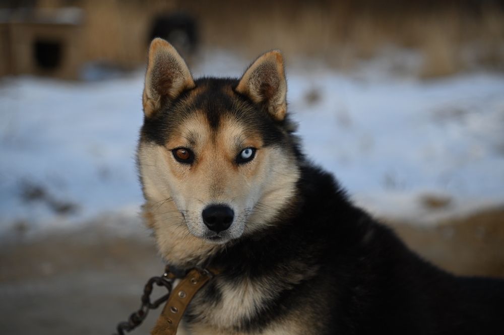 Фотография автора Ирина Копылова