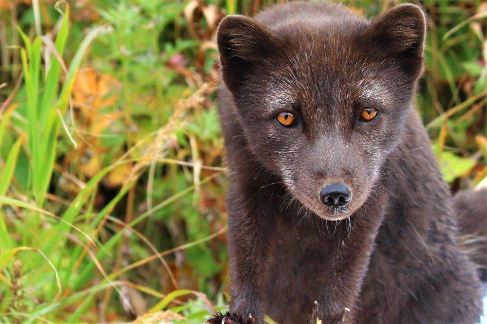 Голубой беринговский песец