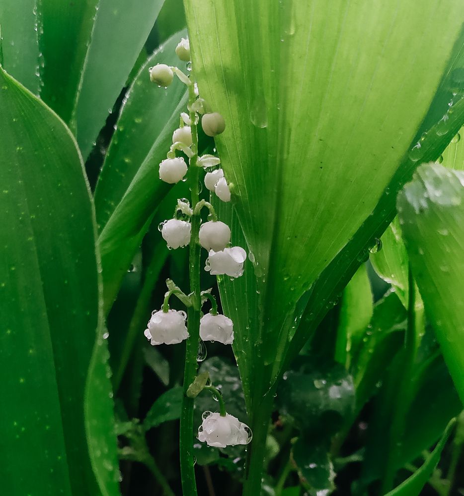 Photograph by Ирина Лузянина