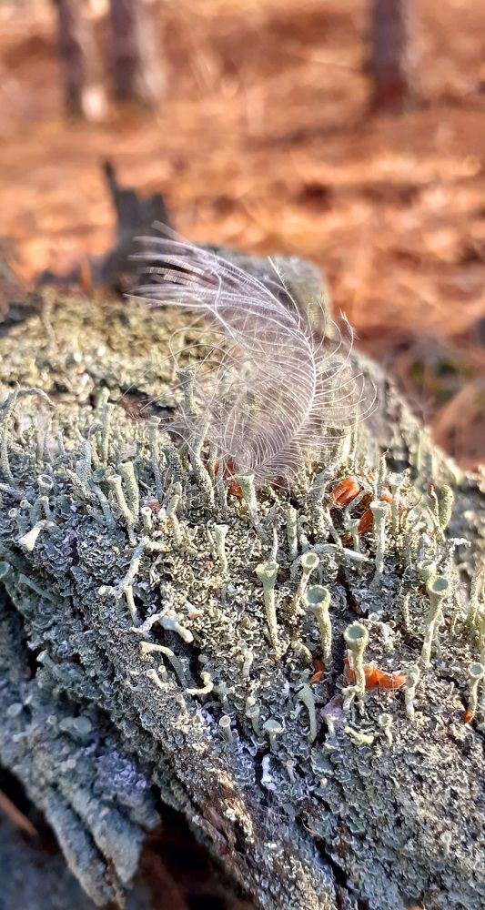 Photograph by Алсу Гиматова