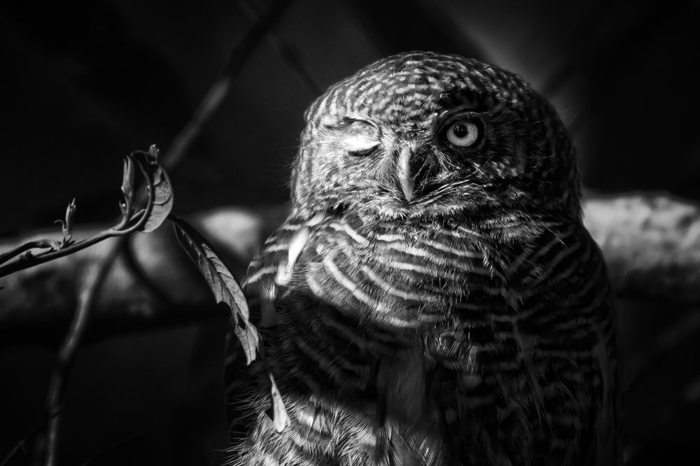 Photograph by Himadri Bhuyan