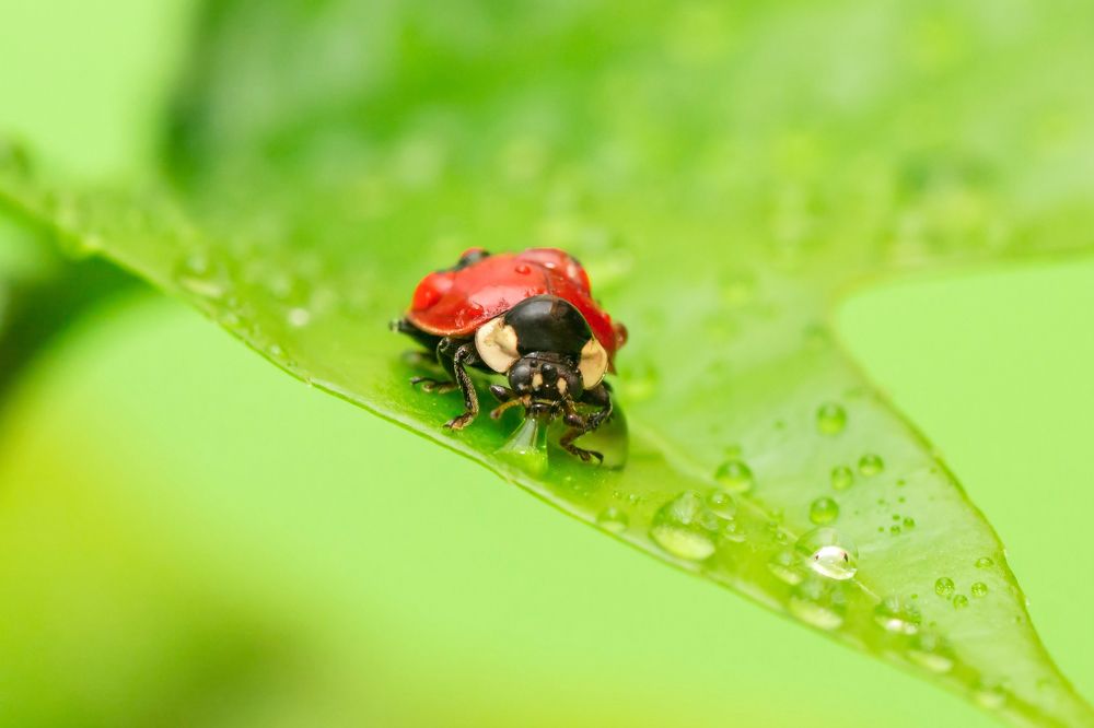 Photograph by Людмила Иващенко