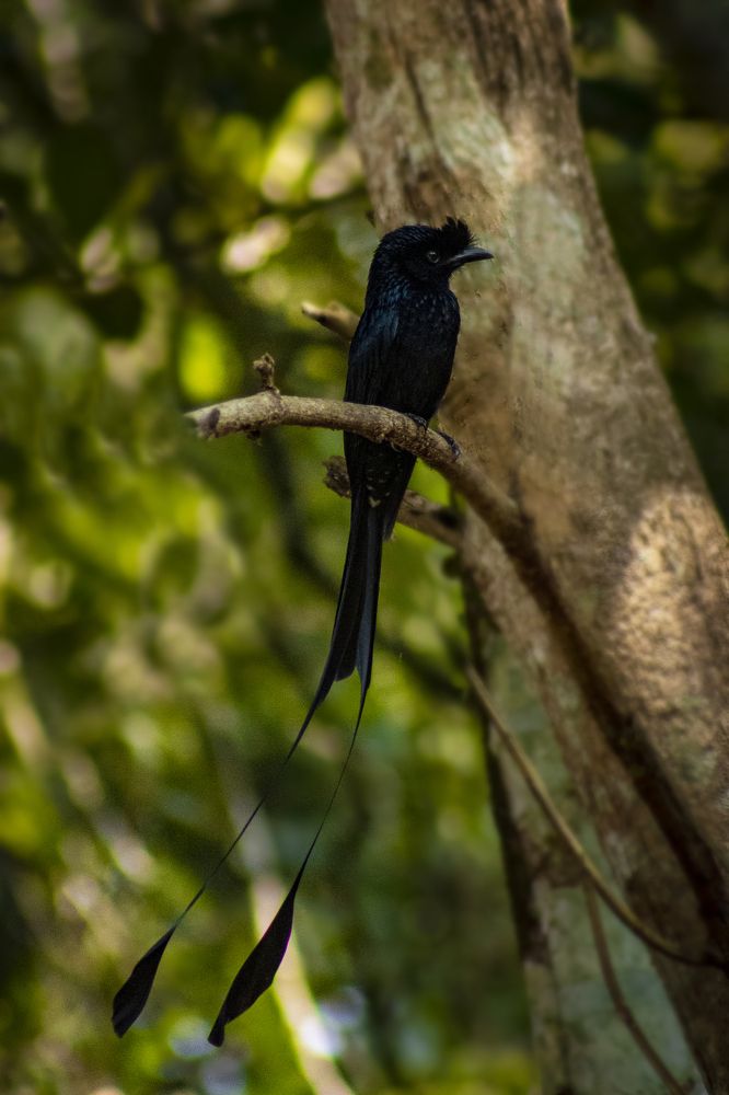 Photograph by SUJITH VARGHESE