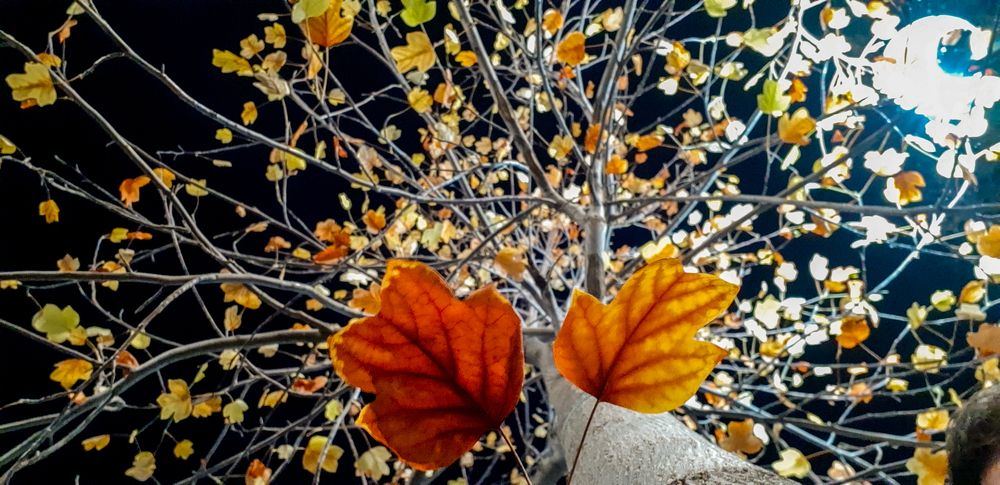 Photograph by PoulYak