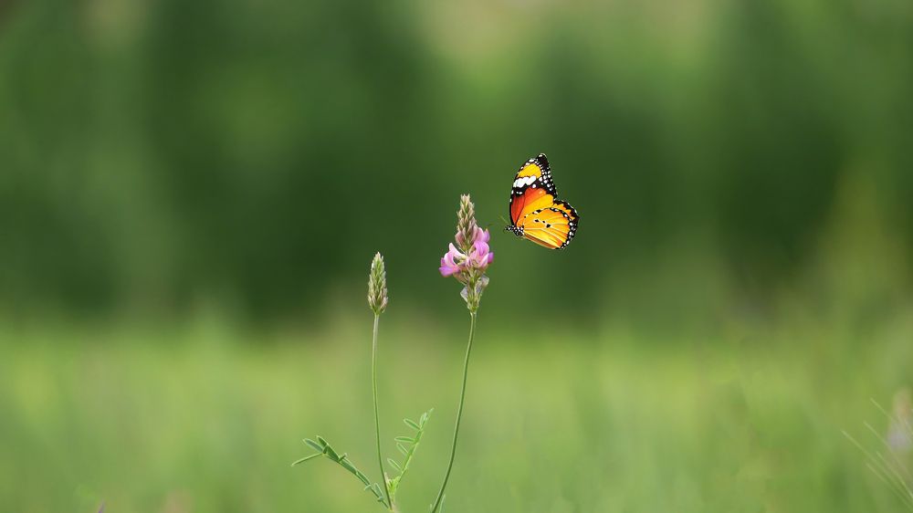 Photograph by ali bakhshi