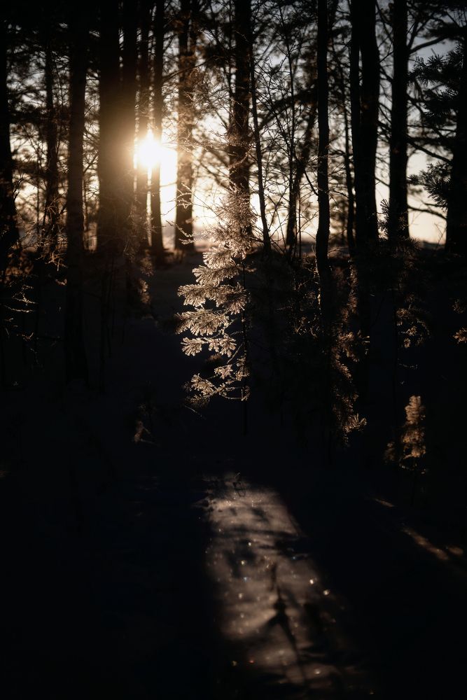 Серебряные лапы