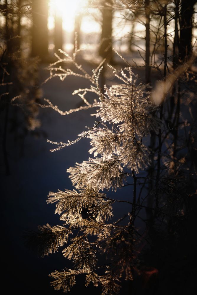 Серебряные лапы