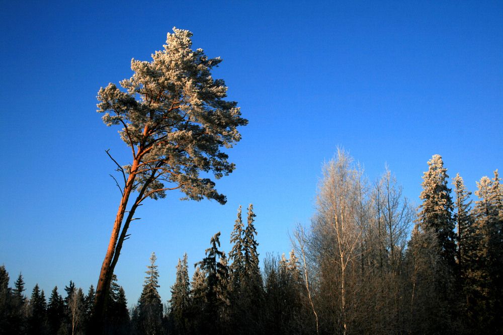 Сосна ветеран.