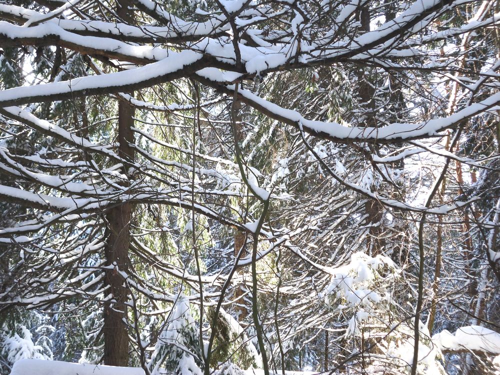 Царство Берендея.