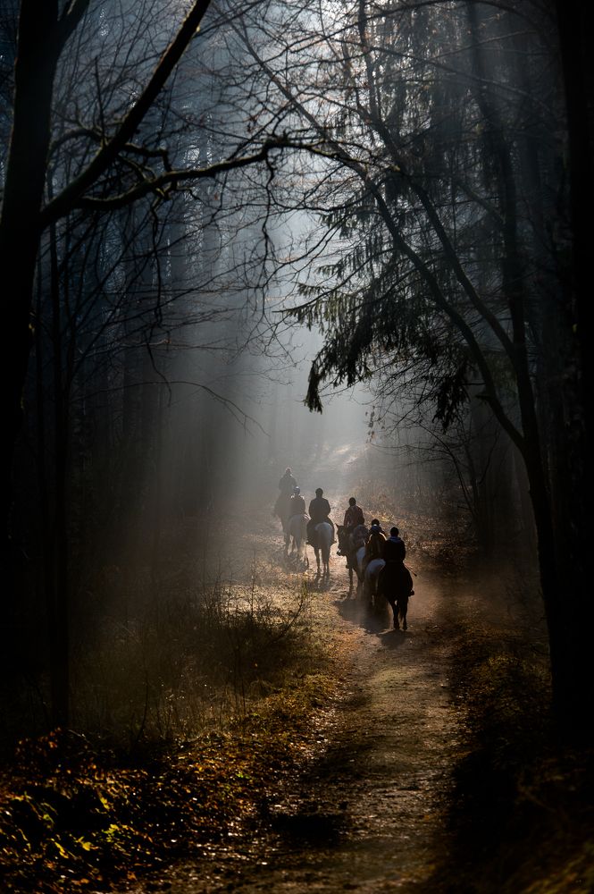 A ride on a forest road