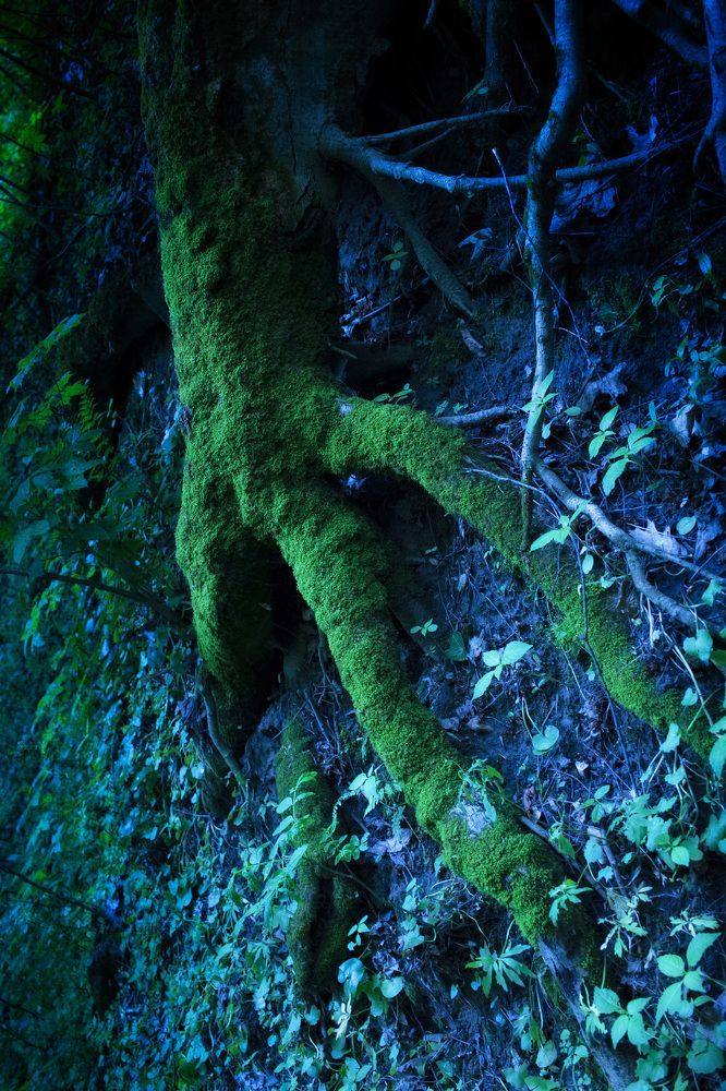 Photograph by RomAna