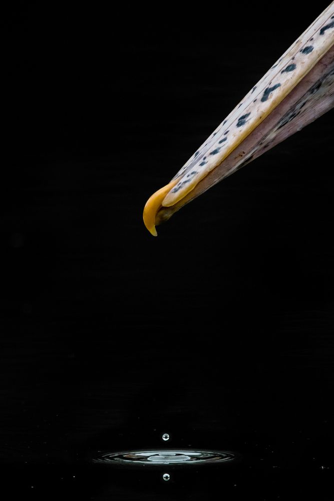 Photograph by Gimantha Perera