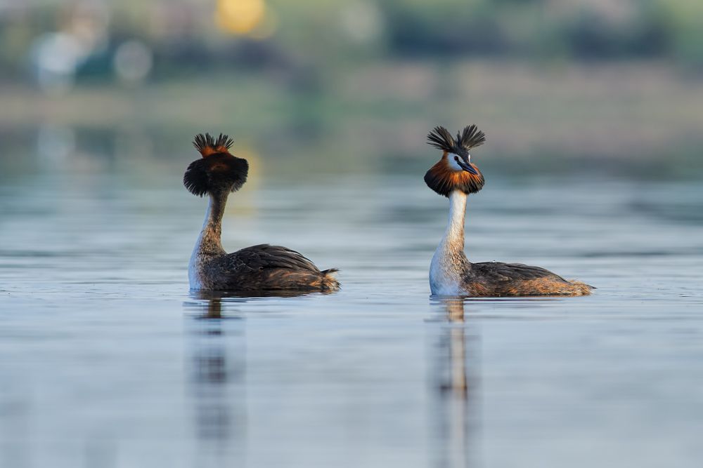 Great crested grebe
