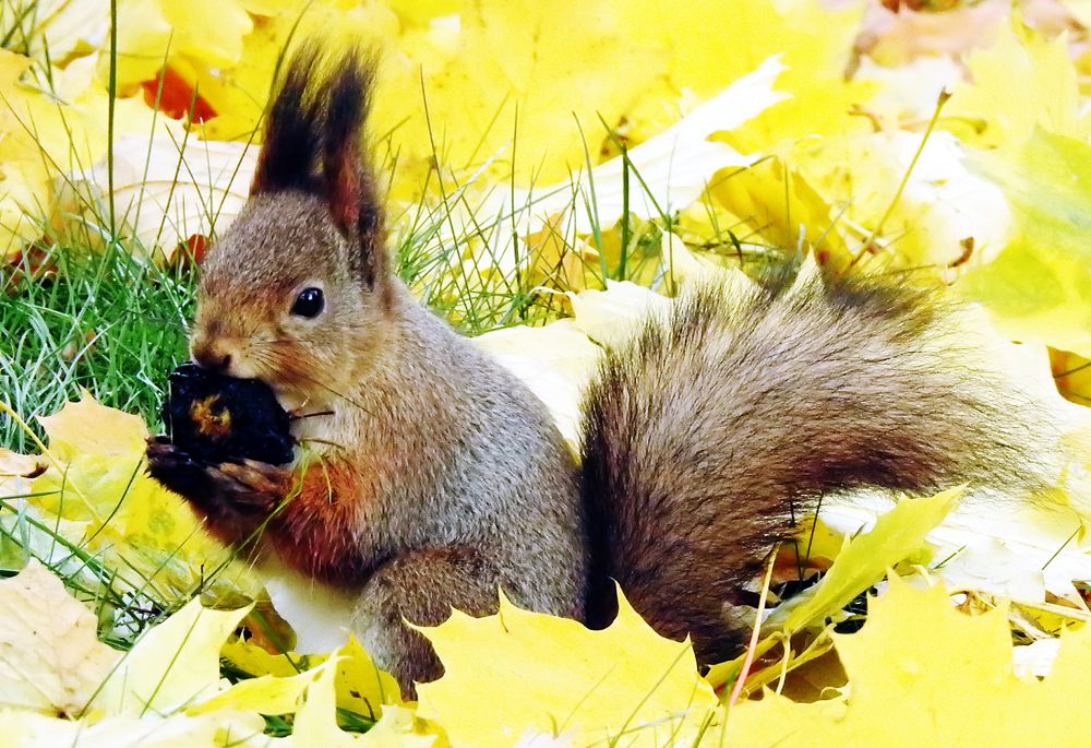 осенняя белка