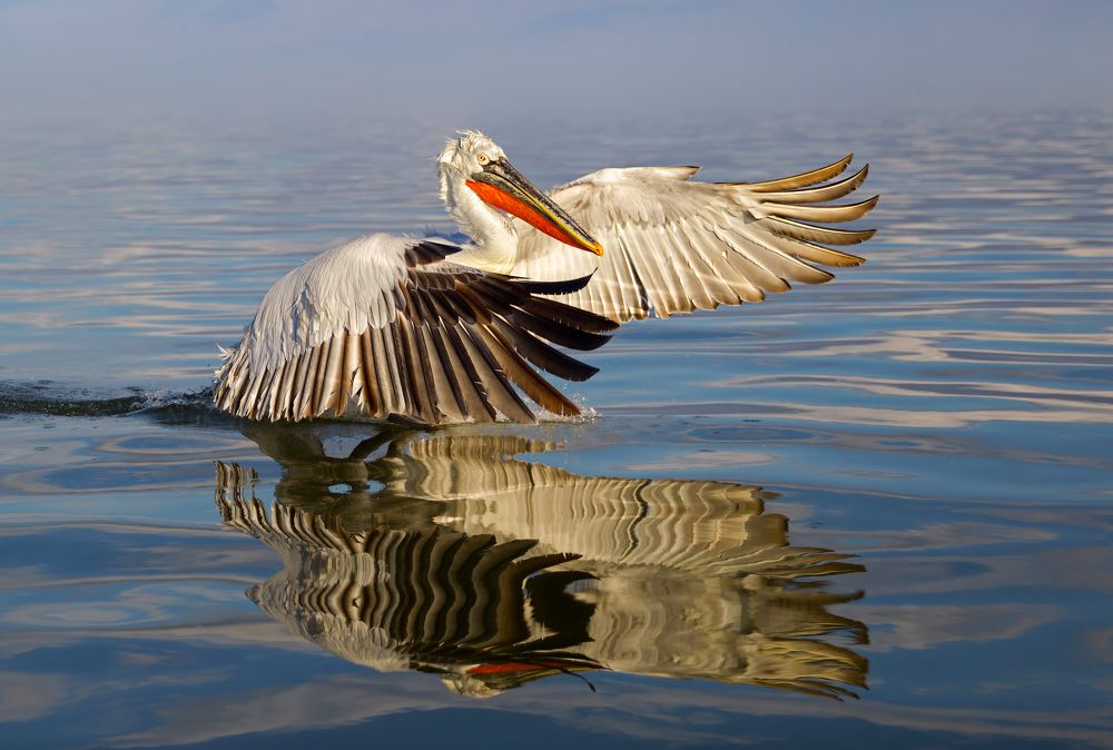 Dalmatian pelican