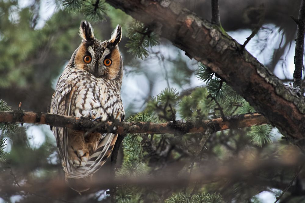 Long-eared owl