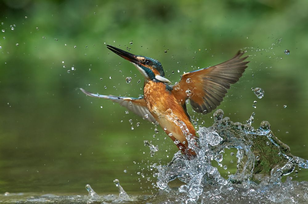 Common kingfisher