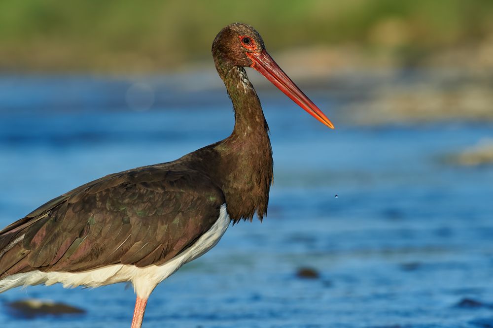 Black stork