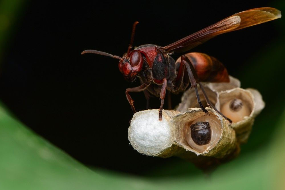 Photograph by Prana Eriyan