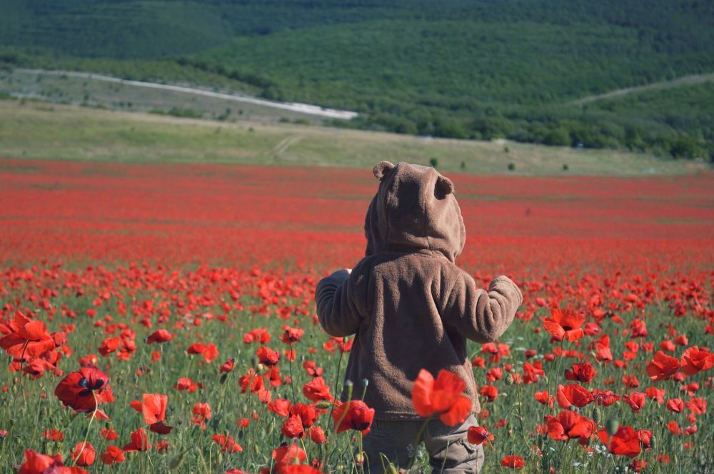 Мишка в поле